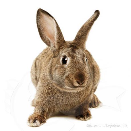 Rabbit