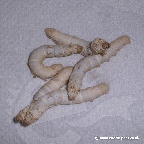 Silkworms