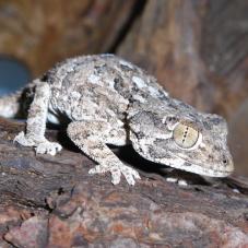 Helmeted Gecko (Tarentola chazalia)