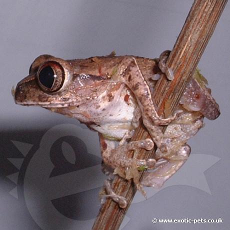 African Big Eyed Tree Frog ready to jump