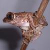 African Big Eyed Tree Frog ready to jump photo