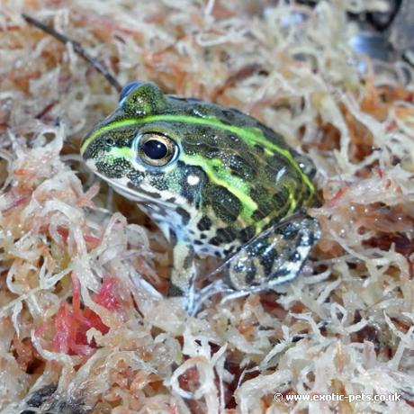 African Bullfrog