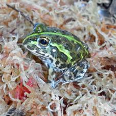 African Bullfrog (Pyxicephalus adspersus)