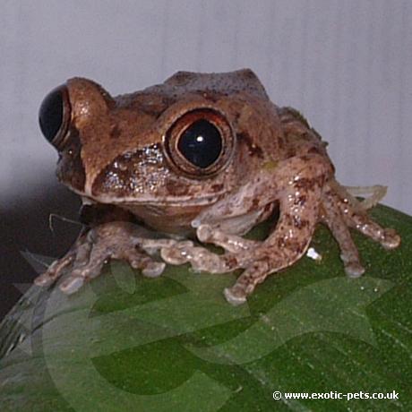 African Big Eyed Tree Frogs eyes