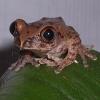 African Big Eyed Tree Frogs eyes photo