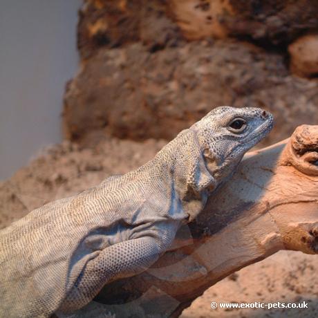 Chuckwalla