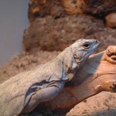 Chuckwalla (Sauromalis sp.)