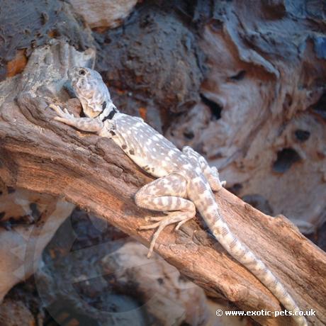 Eastern Collard Lizard relaxing