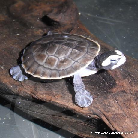 Red Bellied Short Necked Turtle