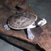 Red Bellied Short Necked Turtle photo