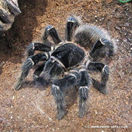 Salmon Pink Birdeater