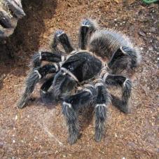 Salmon Pink Birdeater (Lasiodora parahybana)