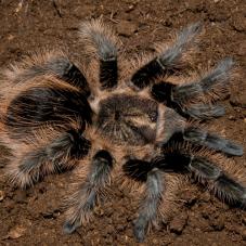 Curly Hair (Hobby Form) (Tliltocatly albopilosum)