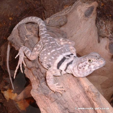 Eastern Collared Lizard