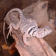 Eastern Collared Lizard (Crotaphytus collaris)