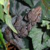 Turners Gecko - Plants photo