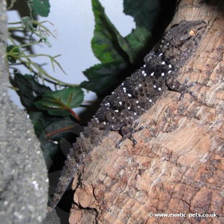 Turners Gecko