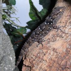 Turners Gecko (Chondrodactylus turneri)