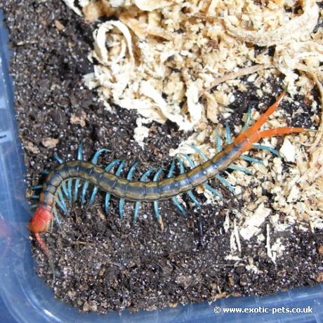 Tanzanian Neon Blue Legged Centipede