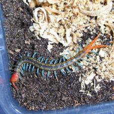 Tanzanian Neon Blue Legged Centipede (scolopendra mirabilis)