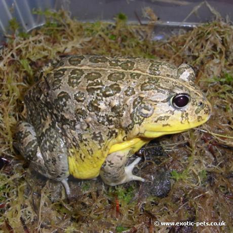 African Dwarf Bullfrog