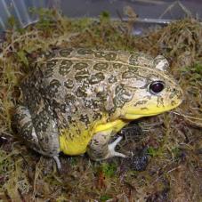 African Dwarf Bullfrog (Pyxicephalus edulis)