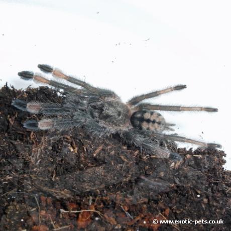 Trinidad Chevron Tarantula Spiderling