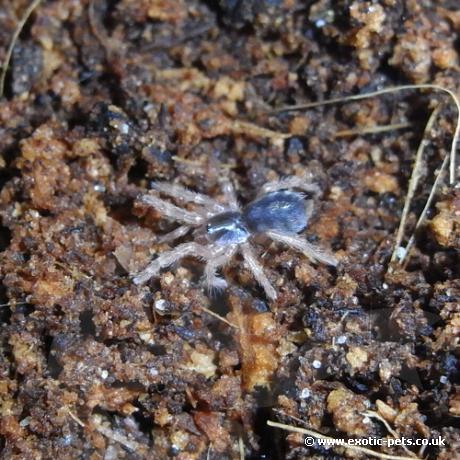 Pumpkin Patch Tarantula - Spiderling