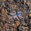 Pumpkin Patch Tarantula - Spiderling photo