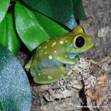 Globe Eyed Tree Frog Leptopelis Uluguruensis