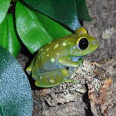 Globe Eyed Tree Frog (Leptopelis uluguruensis)