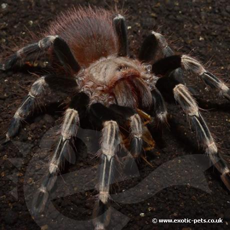 White Striped Birdeater