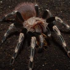 White Striped Birdeater (Nhandu chromatus)