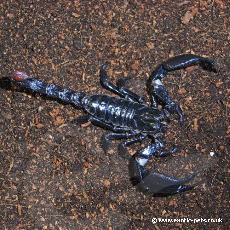 Asian Forest Scorpion