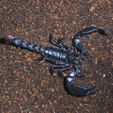 Asian Forest Scorpion (Heterometrus longimanus)