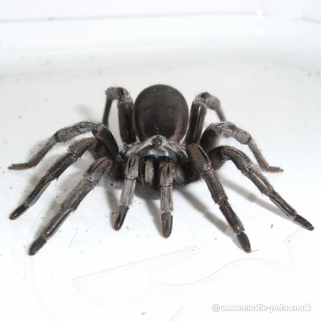 Silver Trapdoor Spider