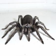 Silver Trapdoor Spider (Cyphonisia sp.)