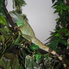 Water Dragon (Physignathus cocincinus)