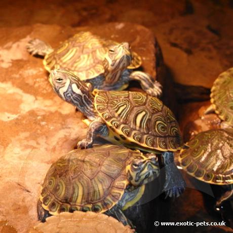 Yellow Bellied Turtle