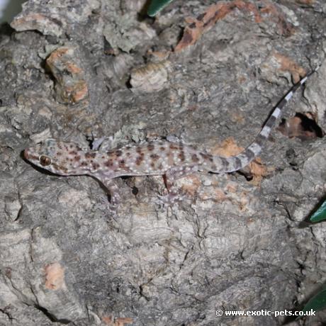 Turkish Gecko