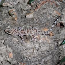 Turkish Gecko (Hemidactylus turcicus)