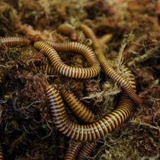 Texas Giant Gold Millipedes (Orthroporus ornatus)