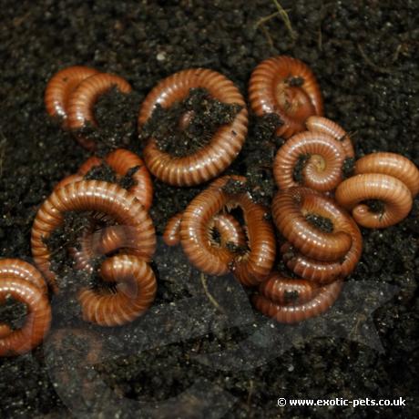 Tanzanian Earthworm Millipede