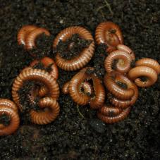 Tanzanian Earthworm Millipede (Spirostreptus brachycerus)