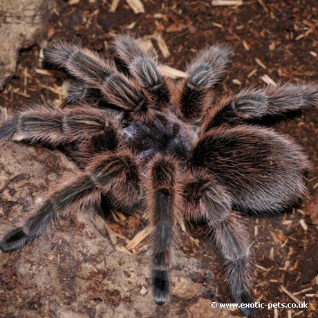 Chile Rose Tarantula