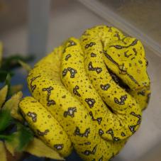 Green Tree Python (Morelia viridis)