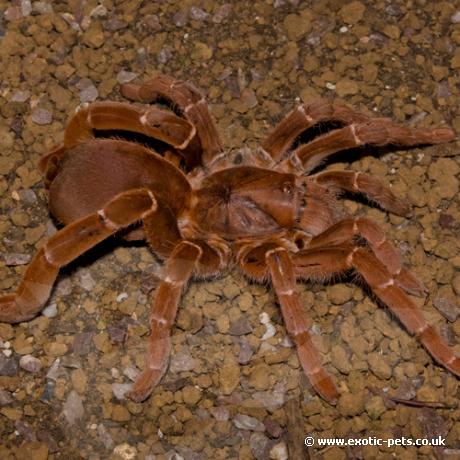 King Baboon Tarantula