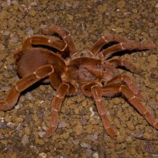 King Baboon Tarantula (Pelinobius muticus)