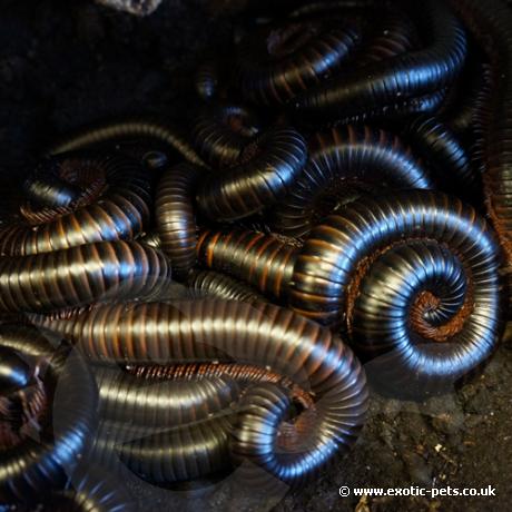 African Giant Black Millipedes