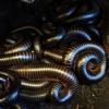 African Giant Black Millipedes photo